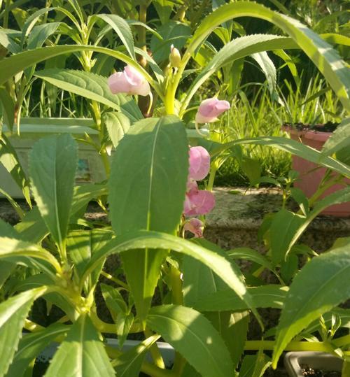 凤仙开花时间及花期介绍（凤仙花的生长环境）