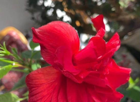 绚烂多彩的扶桑花（揭秘扶桑花的美丽与特点）