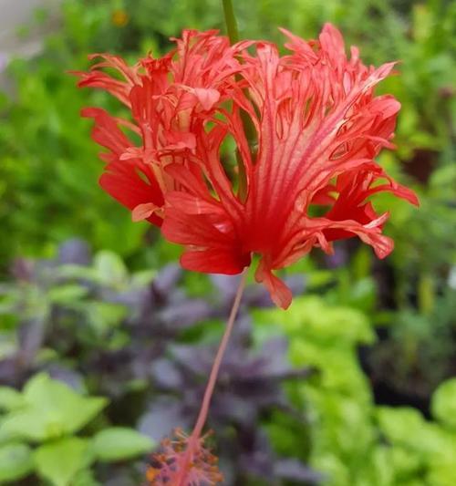 扶桑花的冬天之困（冻死与保护）