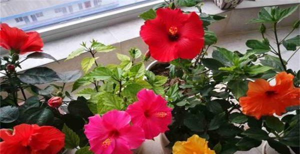 冬季扶桑花养护指南（扶桑花冬天的保养技巧与方法）