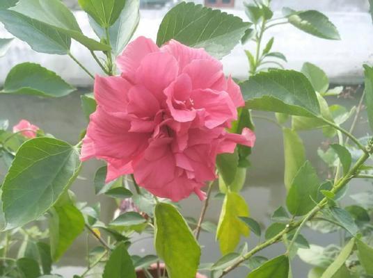 扶桑花的养殖方法和养护要点（轻松上手的扶桑花种植技巧）