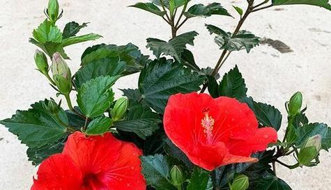 扶桑花几度入室（盛夏时节）