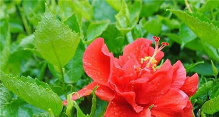 扶桑花，让家里的风水更上一层楼（以扶桑花为媒介）