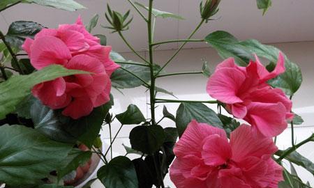 扶桑花的室内养殖（掌握技巧）
