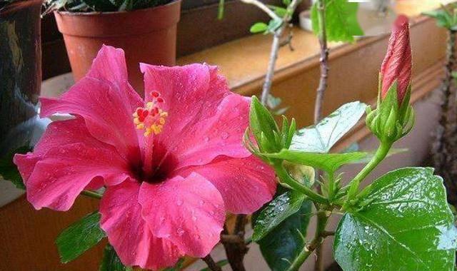 扶桑花喜阴还是喜阳（揭秘扶桑花的养护）