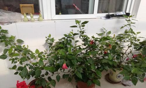 扶桑花栽种（探讨扶桑花栽种的盆器选择）