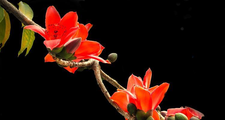 木棉花花语及其寓意（探秘木棉花的寓意和象征）