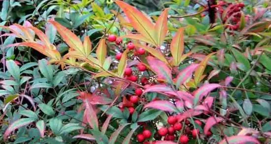 以南天竹的寓意——繁荣、坚韧与自由（从南天竹的含义看人生哲理）