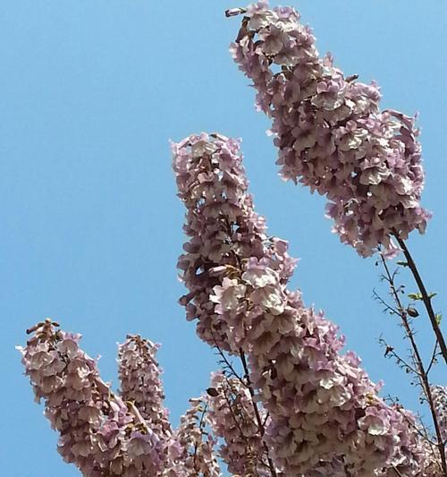 以泡桐花的花语和寓意（传递生命力的灵感——泡桐花的花语）