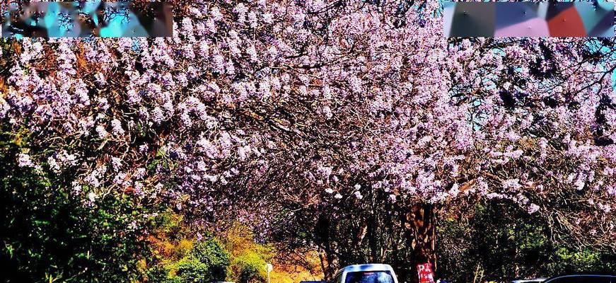 泡桐花的花语与寓意（浪漫悠长）