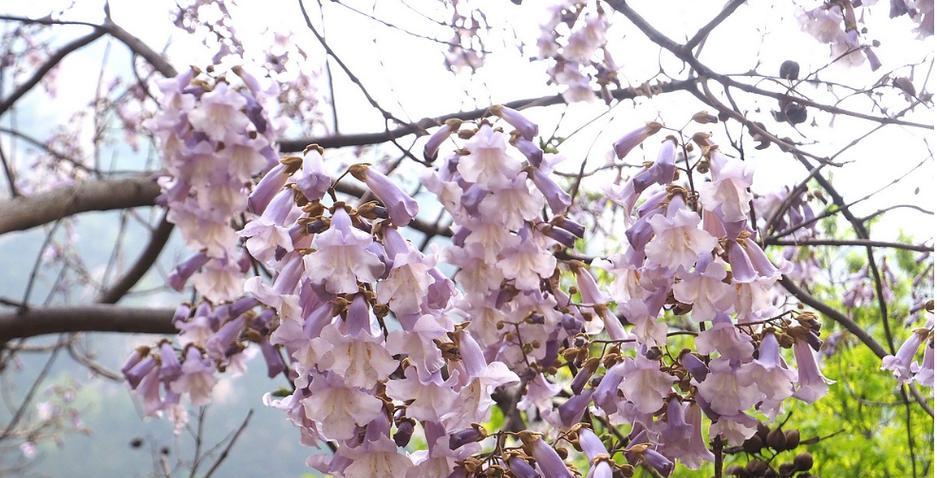 以泡桐花之语（花语与传说交织）