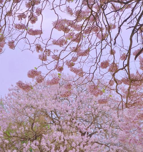 以泡桐花之语（花语与传说交织）