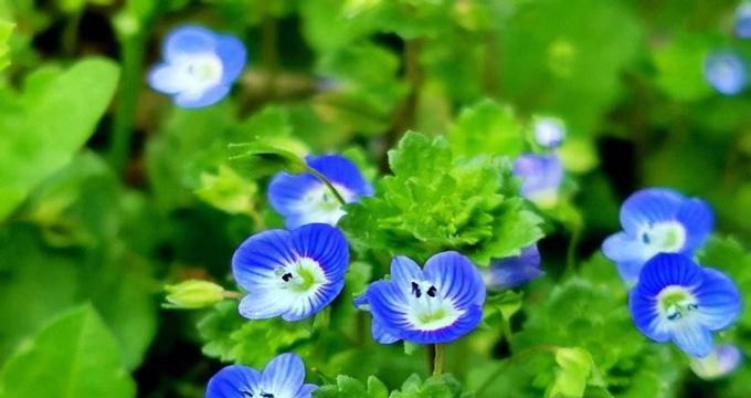 以婆婆纳的花语（探索花朵与情感的奇妙联系）