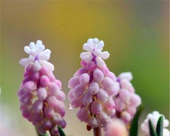 葡萄风信子花语（解读葡萄风信子的花语和象征意义）