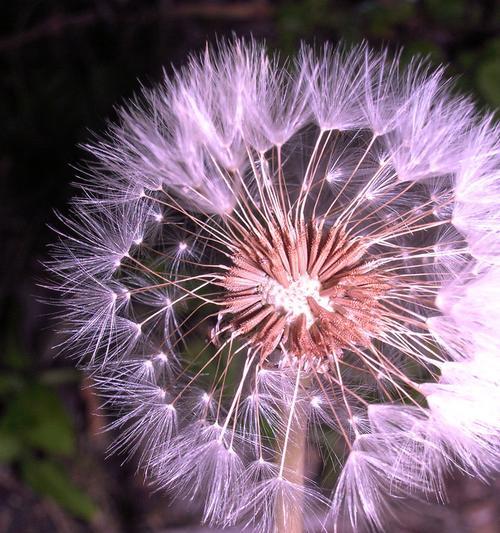 蒲公英的花语与寓意（探寻蒲公英背后的秘密）