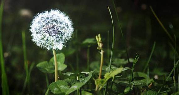 蒲公英花的花语和寓意（蒲公英花的美丽与坚韧）