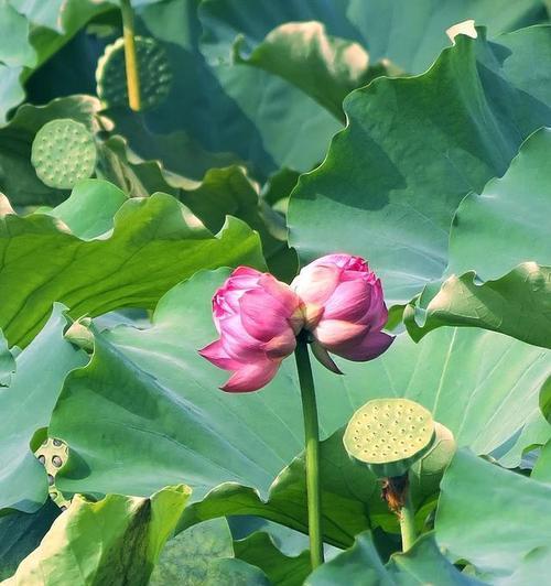 千瓣莲的花语与寓意（探寻千瓣莲的花语与象征意义）