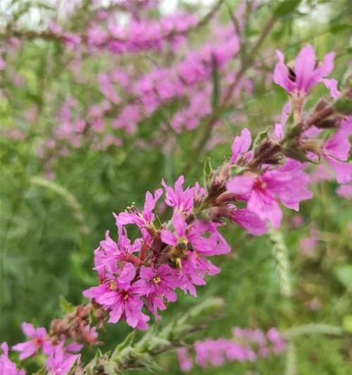 千屈菜花语与寓意——与时间赛跑的勇敢者（让千屈菜告诉你如何面对挑战）