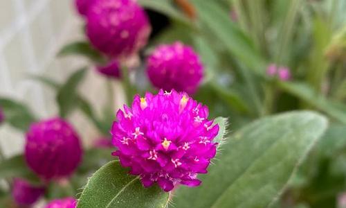 千日粉花语及其寓意（探索千日粉花的美丽意义和传达的情感）