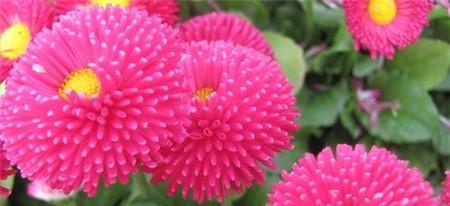 千日粉花语及其寓意（探索千日粉花的美丽意义和传达的情感）