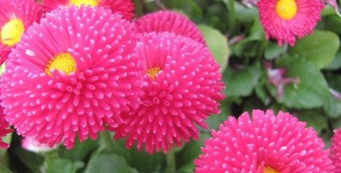 千日红花语（揭示千日红花的神秘寓意与深刻象征）