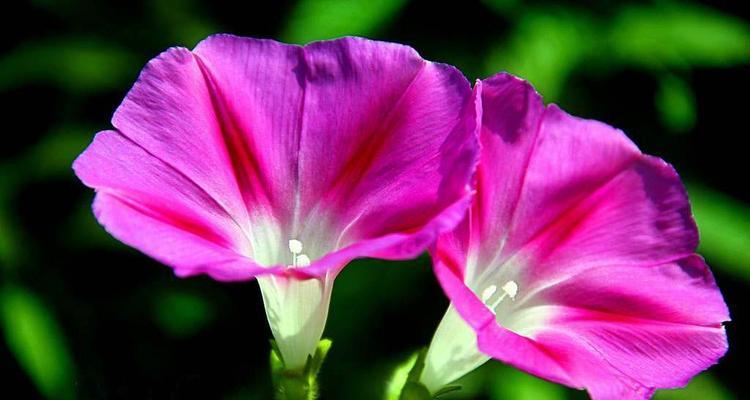 牵牛花的花语及其意义（揭示牵牛花的神秘面纱）