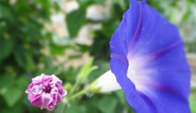 牵牛花的花语及其意义（揭示牵牛花的神秘面纱）