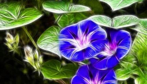 解读牵牛花花语，探寻其深层含义（探索牵牛花的花语及象征意义）