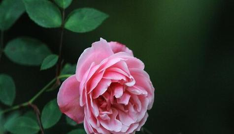 蔷薇花语（蔷薇之美与花语魅力）