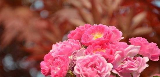 蔷薇花花语的意义及传统象征（探寻蔷薇花所代表的情感和价值观）