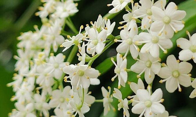 以琼花的花语——美丽、永恒的爱情（用以琼花的花语）