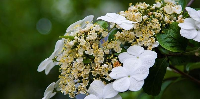 以琼花的花语——美丽、永恒的爱情（用以琼花的花语）