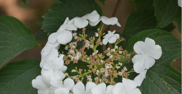 以琼花的花语——美丽、永恒的爱情（用以琼花的花语）
