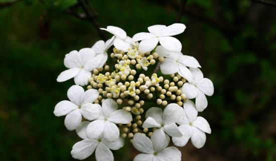 以琼花花语的意义与传承（探寻以琼花花语的渊源与美学价值）