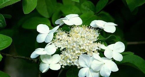 以琼花花语的意义与传承（探寻以琼花花语的渊源与美学价值）