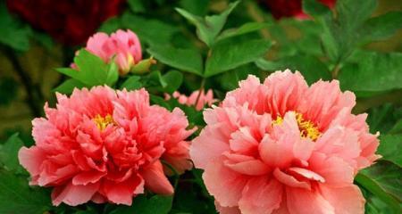 秋牡丹花语及代表含义（秋牡丹）