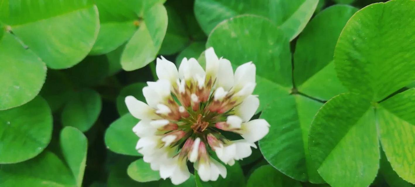 三叶草的花语及其象征意义（寓意吉祥和幸运的三叶草）