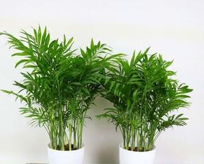 散尾葵的寓意与风水（探秘散尾葵的神奇魅力）