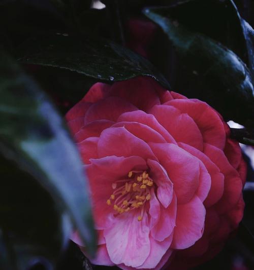 山茶花的花语与美丽故事（探寻山茶花的花语之美）