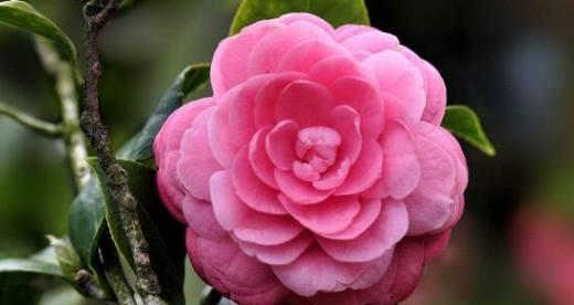 山茶花之美（探寻山茶花的花语）
