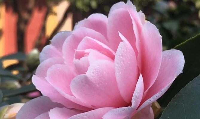 山茶花的花语与赠送对象（传递心意）