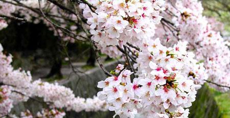 山樱花，带给人们的美丽与希望（山樱花花语解读）
