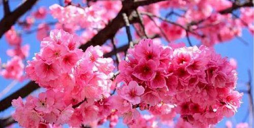 山樱花，带给人们的美丽与希望（山樱花花语解读）