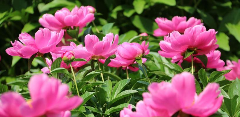芍药的花语与美丽传说（探索芍药的象征意义与民间传说）