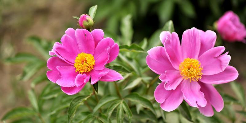芍药花的寓意与象征风水——芍药花的五种象征意义（探究芍药花在风水中的奥秘）