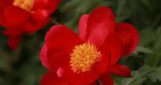 芍药花的寓意与象征风水——芍药花的五种象征意义（探究芍药花在风水中的奥秘）