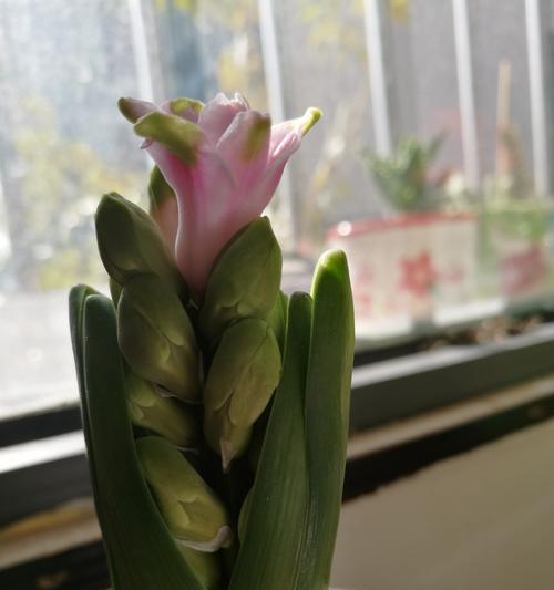 友谊长存，一朵花见证（用友谊之花）
