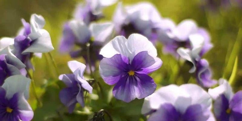 思念之花——以百合花为例的花语解读（百合花的思念之意与寓意解析）
