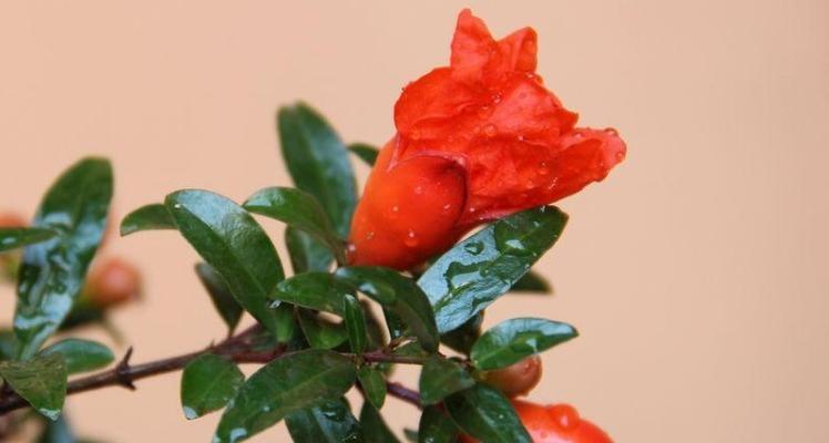 石榴花语与寓意，诠释生命与繁荣（探寻石榴花语的深层内涵）