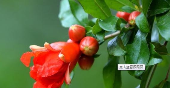 石榴花的神奇寓意（揭秘石榴花的花语与象征意义）